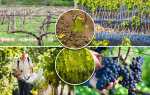 Виноград навесні: обробка і обрізка, покроковий опис, відео, схема для початківців, правильний догляд