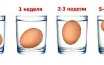 Термін придатності яєць: скільки можна зберігати і за яких умов