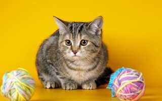 Непрохідність кишечника у кішки: лікування (народні засоби і операція), симптоми і ознаки, що робити