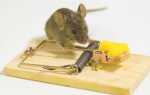 Чого бояться миші і щури, як відлякати гризунів від будинку народними засобами