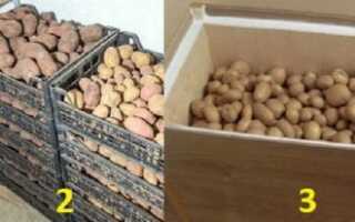 Як правильно зберігати картоплю: в домашніх умовах, в квартирі, в холодильнику