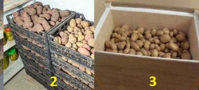 Як правильно зберігати картоплю: в домашніх умовах, в квартирі, в холодильнику