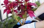 Пуансеттия: як правильно доглядати, щоб зацвіло рослина в домашніх умовах після покупки