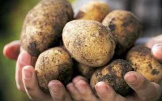 Правильне зберігання картоплі: як вибрати місце, температуру