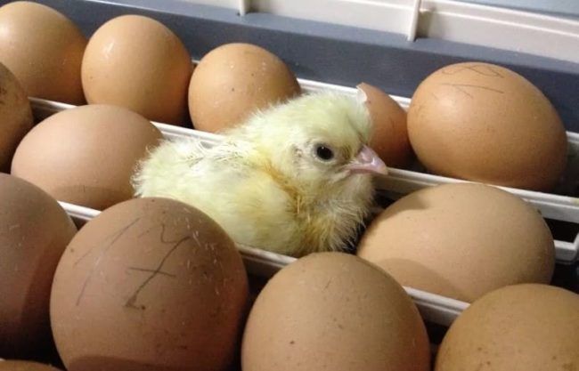 Правильне зберігання яєць для інкубації