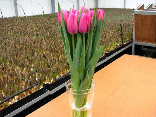 Як правильно зберігати тюльпани для продажу