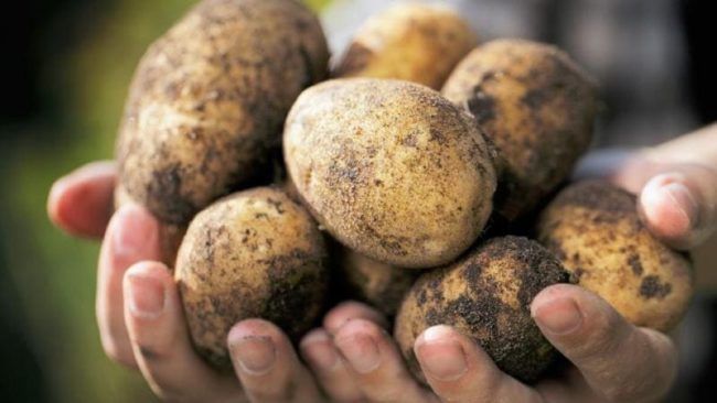 Урожай картоплі: як зберегти його до весни