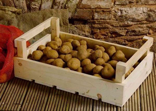 Урожай картоплі: як зберегти його до весни