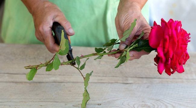 Як найдовше зберегти зрізані троянди у вазі