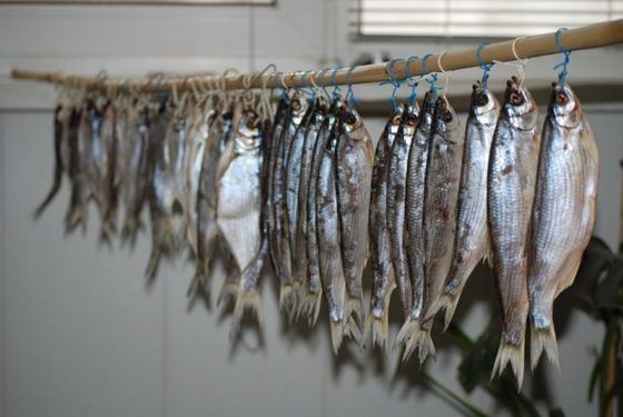 Умови зберігання в'яленої риби