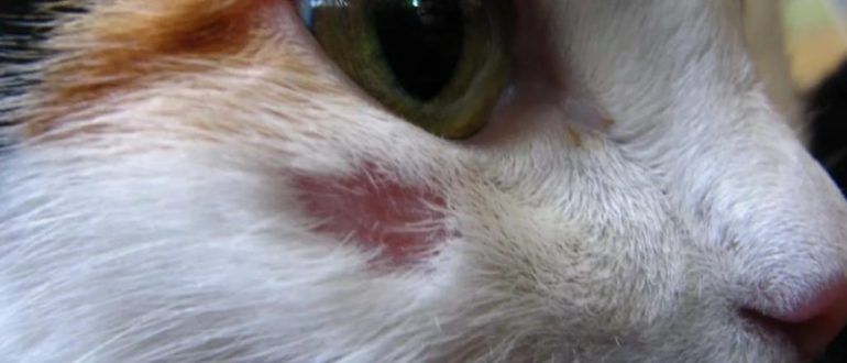 симптоми алергії у кішки 2