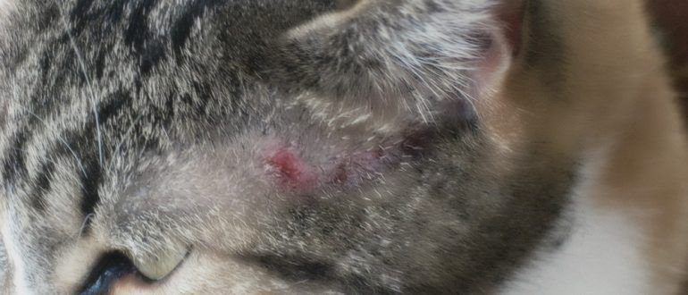 симптоми алергії у кішки 1
