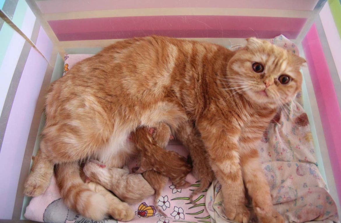 Кішка і новонароджені кошенята