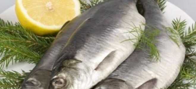 Як зберігати солону оселедець в домашніх умовах — кращі способи