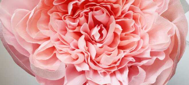 Великі квіти півонії з гофрованого паперу своїми руками: як зробити